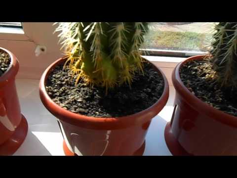 Видео: Видове кактуси и тяхното размножаване - 3
