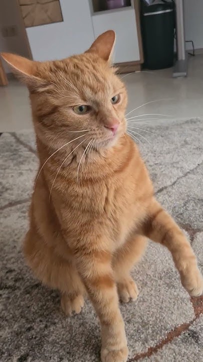 кот злюкин🦴 - YouTube