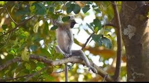 BABOON HUNTING FOR FOOD ARE CLEVERER | MONKEY HUNTING |  WATCH TILL THE END !