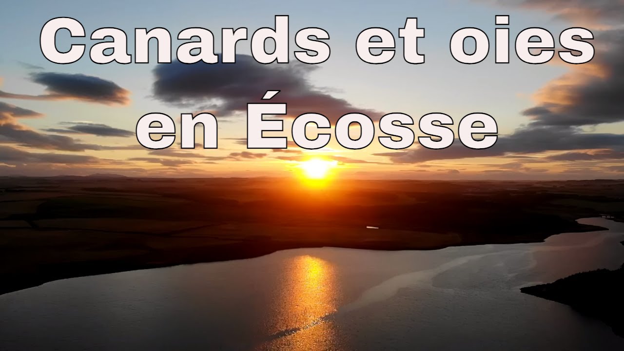 Canard et oies en Écosse - De l'estuaire au champ 1/3
