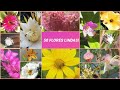 50 flores visitadas por abelhas flores que as abelhas gostam abelhas asf flores