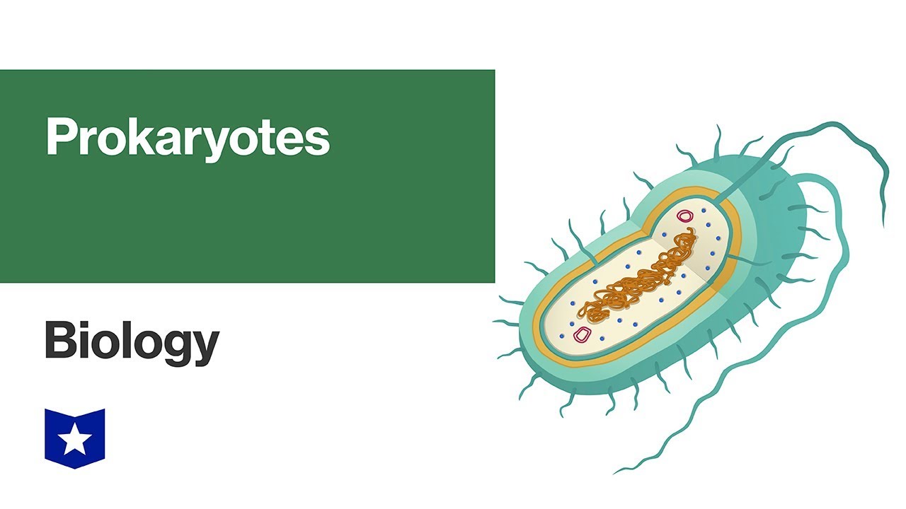 Prokaryotes Biology YouTube Prokaryotes Biology YouTube