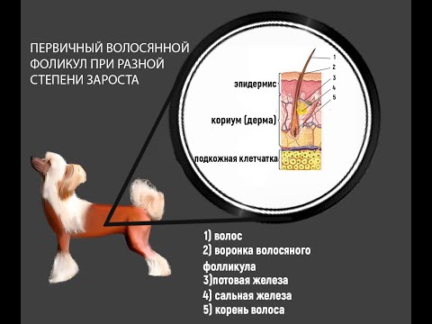 Видео: Китайская хохлатая собака породы гипоаллергенна, здоровье и продолжительность жизни