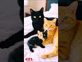 Beautiful Cute Cat Meowing Sounds A Heartwarming Compilation پیاری بلی کی پیاری آوازیں Funny 