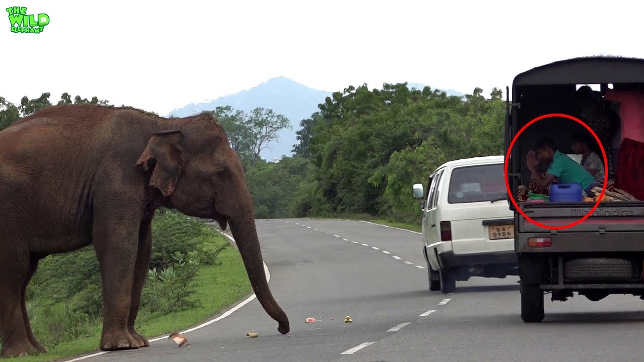 Huge Wild elephant waiting for food ! - YouTube