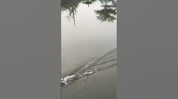 Câu rê cá lóc truyền thống- Minh Nước tv