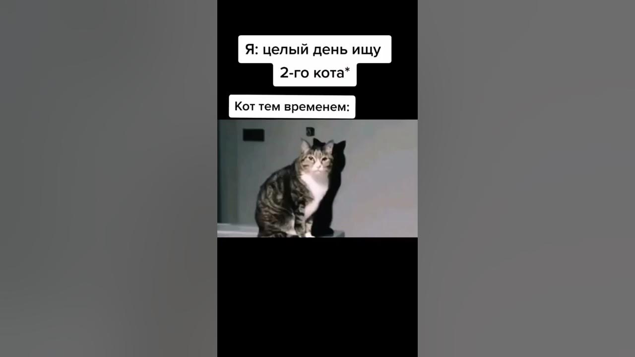 Мем катс новые коды Цена Cyberpunk 2077 в России в 3,03 раза выше, чем в США