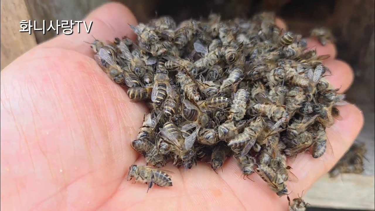 토종벌 월동군 38군 생존확인!