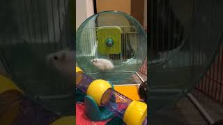 Hamster enano ruso!