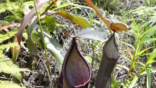 CP Video Series Episode 57 - Nepenthes sanguinea "Typical Red Form" 2