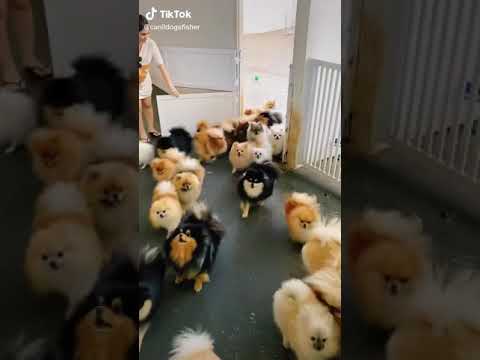 Tik Tok Sevimli Pomeranian Köpek Videoları 14