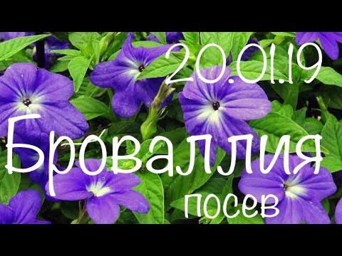 Броваллия 20.01.19 Выращивание броваллии из семян. Посев. Работа над ошибками