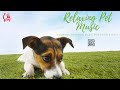 Relax my Pet | 3 hrs of Pet Music | Deep Relaxation | Reduce Separation Anxiety in Cats &amp; Dogs