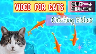 Cat Games- Catching fishes 猫用ゲーム.relaxing sound for Cats猫用動画Cattv / calm music for cats 🎵 screenshot 2