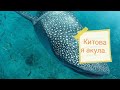 7 фактов о китовой акуле, которые вы не знали. Влог о животных.