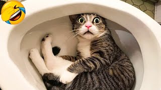 Funny cats videos ever 2023🐱 part 499 by Gatos Graciosos 324,066 views 1 year ago 10 minutes, 23 seconds