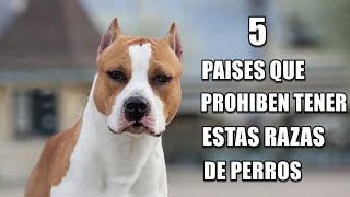 5 Países Que Prohíben Tener Estas Razas De Perros (Pitbull, Dogo Argentino, Bulldog americano, etc.)