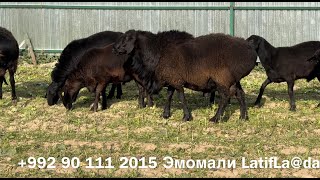 Гиссарские овцы Эмомали из Гиссарa by Latif La 3,987 views 4 months ago 15 minutes