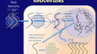 Course: Virology - Introduction to Virology and Viral Infections - video 3