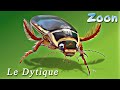 Le Dytique bordé - The great diving beetle