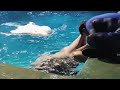 爱吐水的白鲸和驯养员温馨时刻  06  🐳   ｜少儿｜萌宠｜每日分享｜搞笑