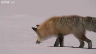 Fox Hunting Fish Awesome.