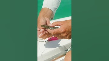 Learn How to Rig Bait for Marlin Fishing | Step Outside with Paul Burt