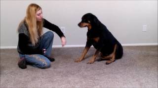 How to train your Rottweiler Dog to Play Dead  (Bang!)