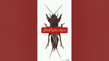 صوت حشرة الحفار You Tuop حشرات زراعة تربية 