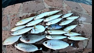 Ψάρεμα Αφρωτό - ζύμη, γαρίδα, καλαμάρι!