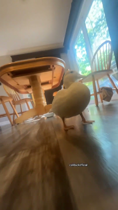 That one duck edit. Song name: Eu Sento gabu slowed. #phonk #music #duck
