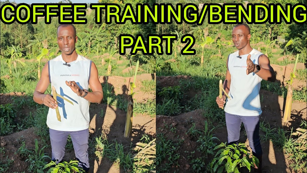 HOW TO TRAIN/BEND YOUR COFFEE PLANTS-PART 2