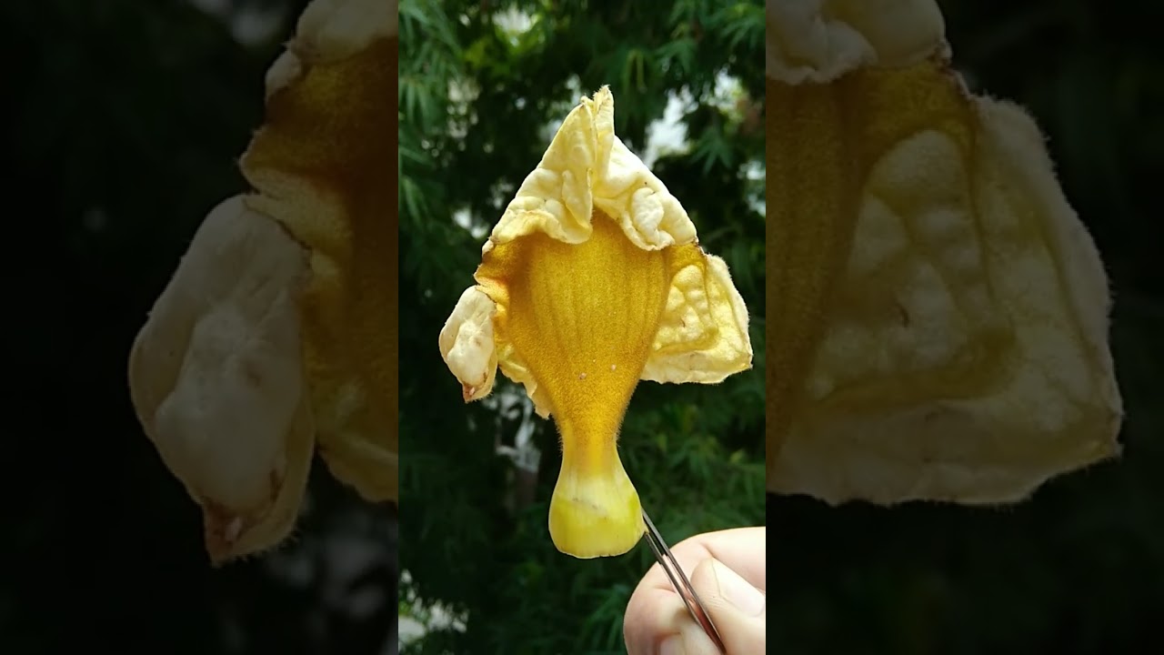 🌻⁷☆•²■⁶ Katsagon मरॊड़फली Marodphali (Fernandoa adenophylla) in Trumpet Vines Family (Bignoniaceae)