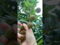 Metik buah kelengkeng di depan rumah #shortvideo #shorts #short #kelengkeng