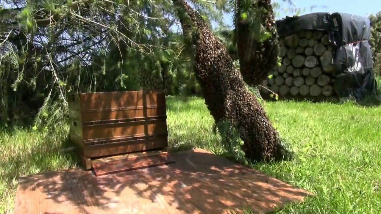 Après le mauvais temps...les essaimages!