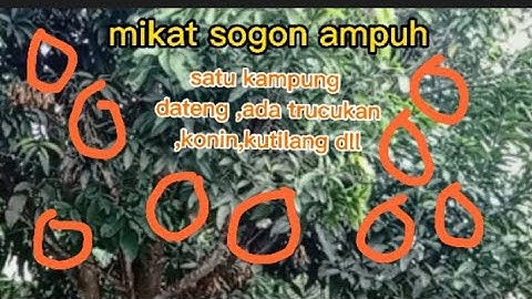 Ampuh banget mikat sogon dgn MP3 suara trucukan ribut saru kampung dateng