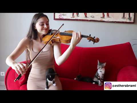 Kitten's Reaction To Me Playing The Violin!