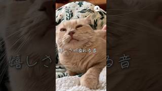 ぶるるるるるるる…｜PECO #猫の鳴き声 #茶トラ #猫 #愛猫家 #猫のいる暮らし #meowingcat #meowingfunny #redtabby #cat #catlover