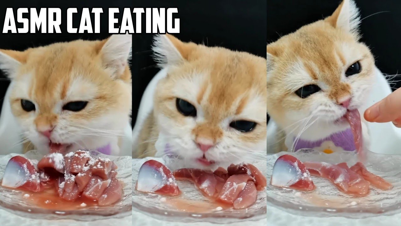 MUKBANGCat eats immersed. It’s the first time to eat duck gizzards