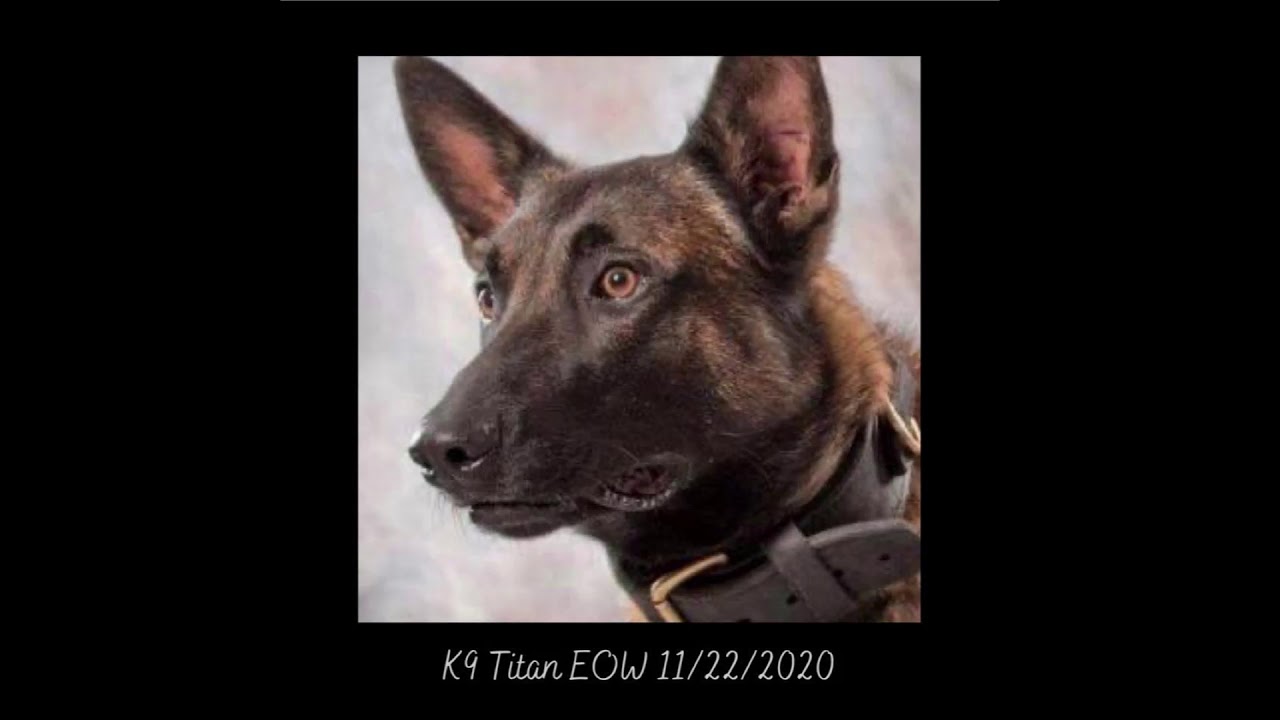 Final Call K-9 Titan  Johnstown Police E.O.W 11/22/20