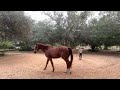Alex1: Long Reins for Horses in New Situations