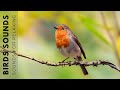 Birds singing  bird sounds with beautiful nature reduce stress and anxiety  depression