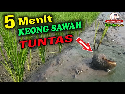 Video: Keong kolam umum: deskripsi, makanan, musuh, dan habitat