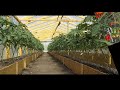 Схема посадки томатов в теплице, пытаемся расположить максимальное количество томатов