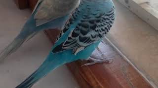 Muhabbet Kuş Manzara Keyfi Kuşu