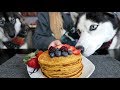 DIY Berry Pumpkin Pancakes For Dogs!