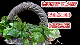 Money Plant | Money Plant Growth Hacks | Money Plant Ko Soil Mein Kaise Lagaen