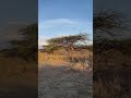 Viral Exploration Masai Tribe Villagers Traditional Life In Africa Viral Exploration Masai Tribe Villagers Traditional Life In Africa