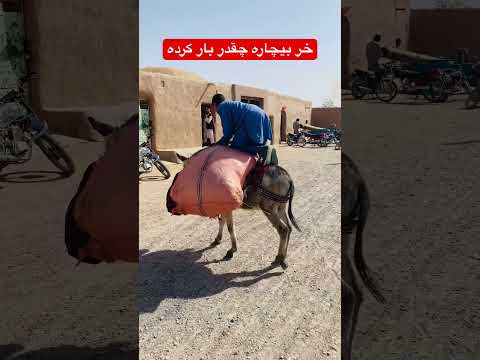 خر بیچاره چه بار سنگینی A Heavy Burden On The Donkey