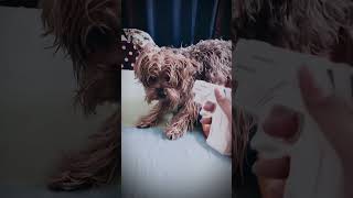 Swagtastic Chummi!#dog #chummi #viraltiktokvideo #viralvideo #pet #yorkshire #love #viral #canada